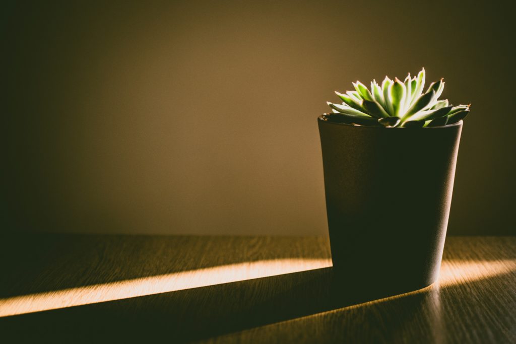 plant minimalisme