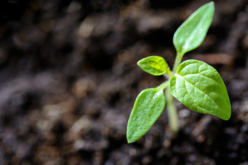 Plantenkiem komt op uit aarde