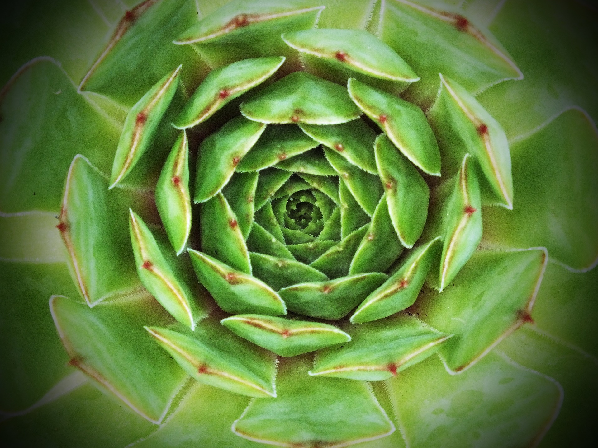 Sedum close-up