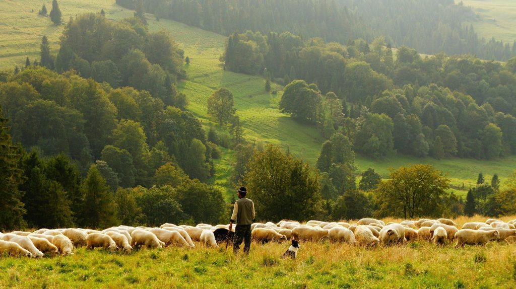 Herder met schapen