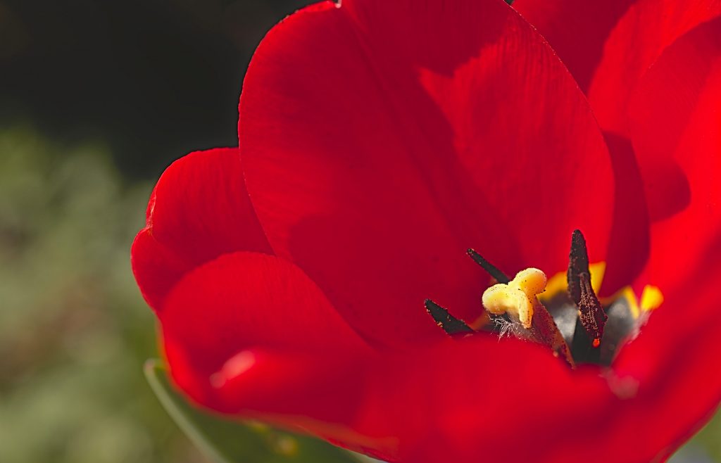 Rode tulp