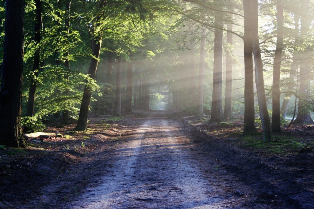 Weg door bos