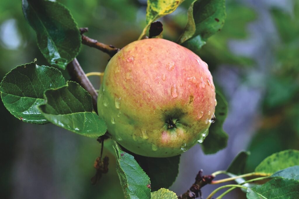 Appelboom
