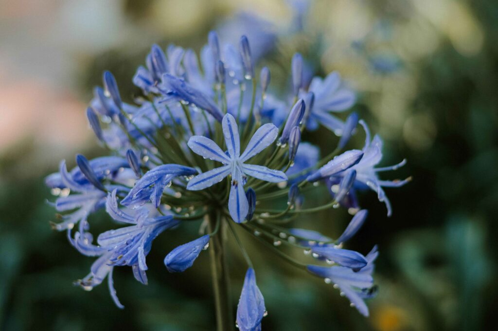 blauwe_bloem