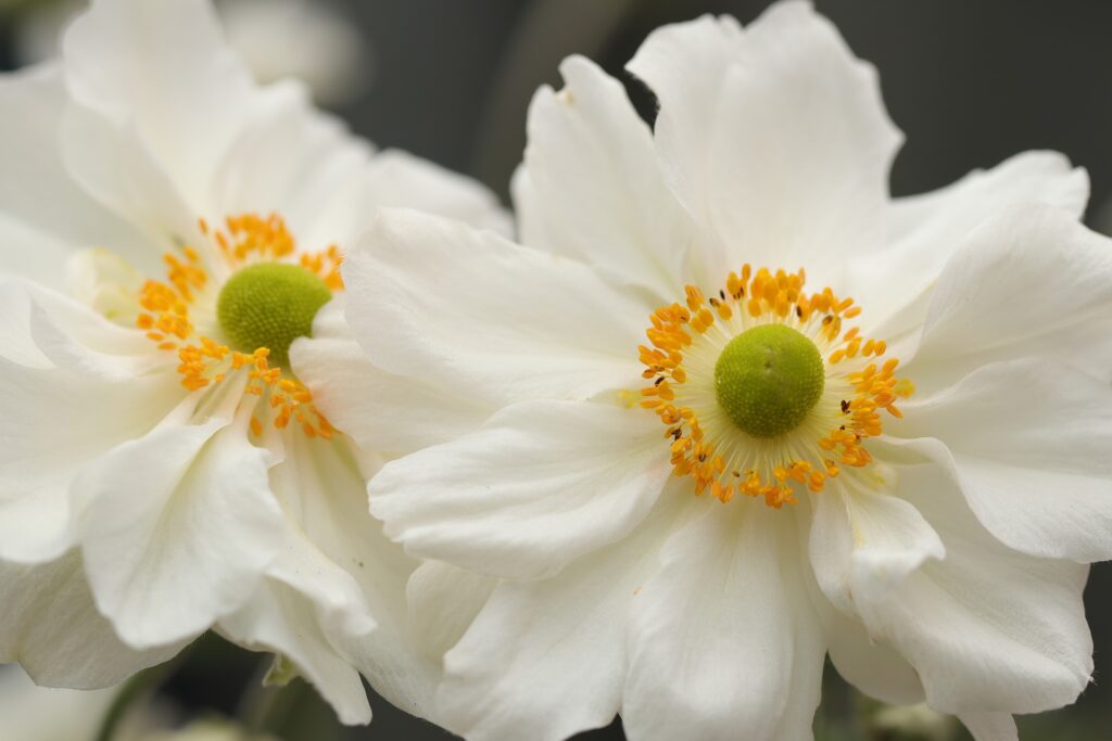 Witte herfstanemonen