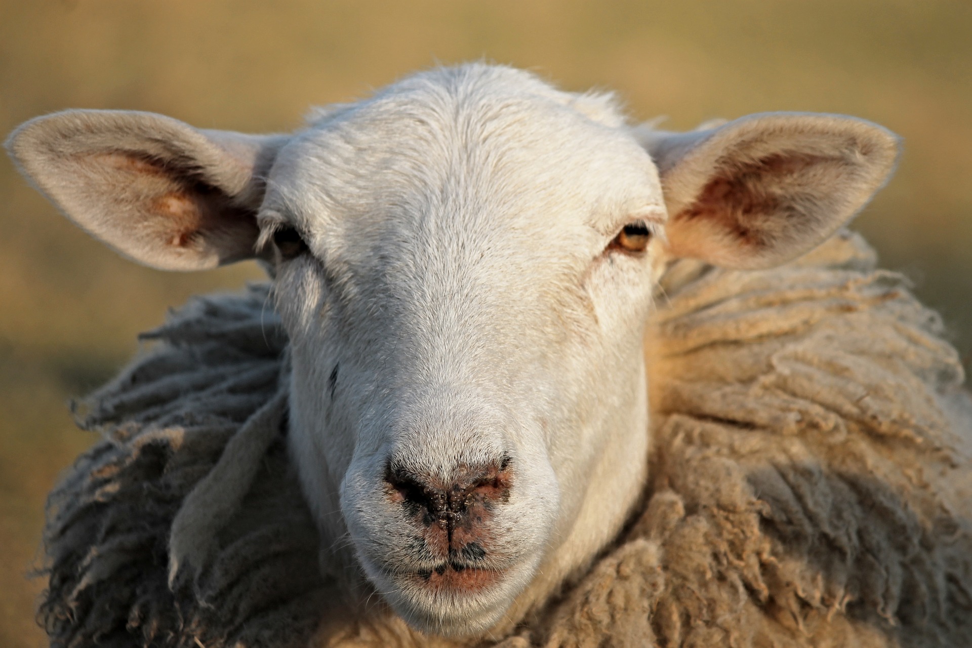 Meer schaap, meer mens