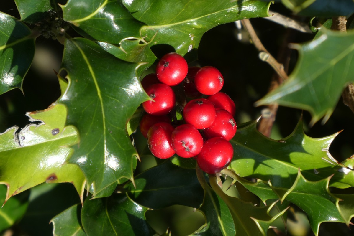 Plant van de maand: de hulst