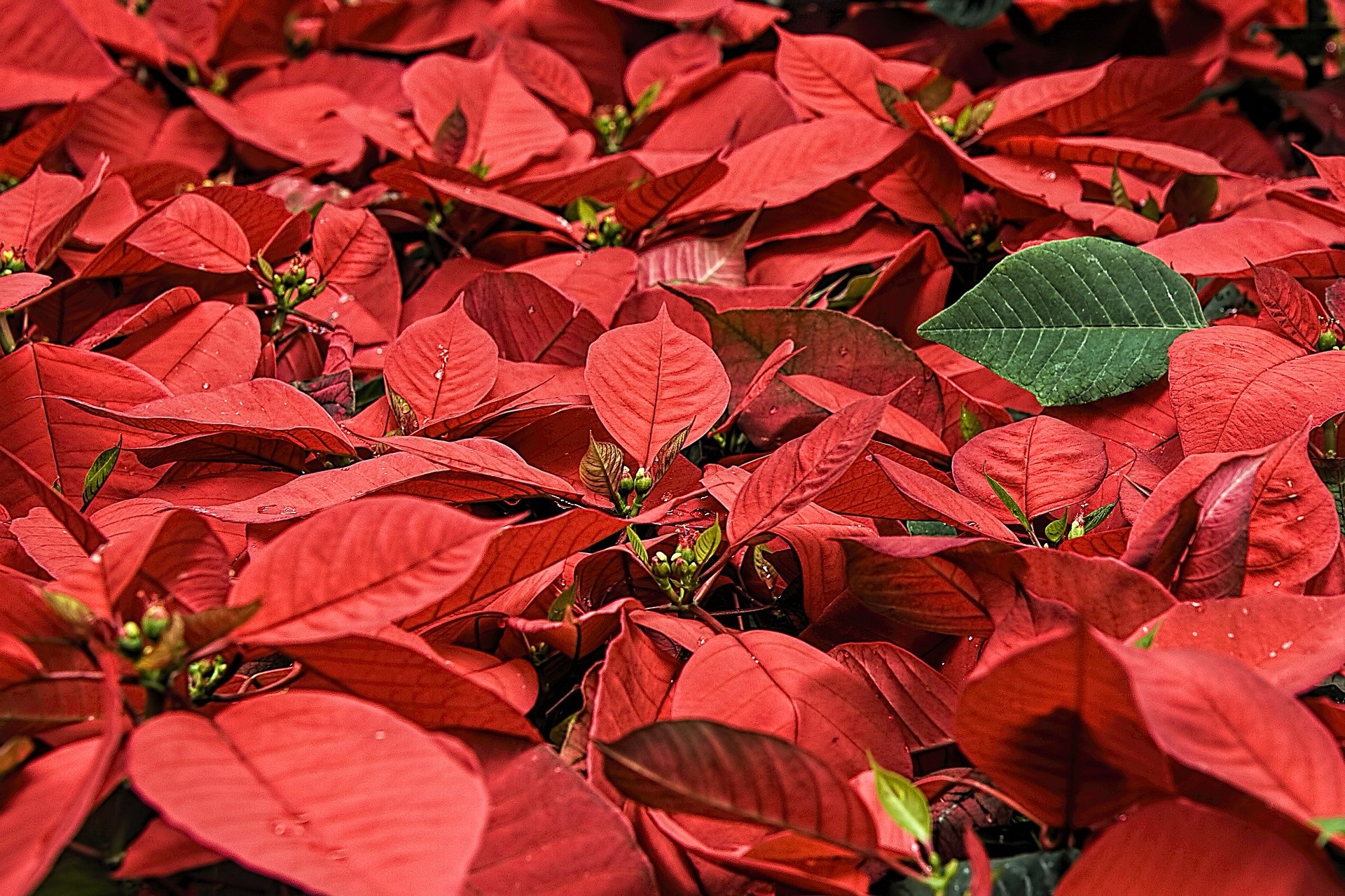Vers voor de zondag: 25 december (nachtmis)