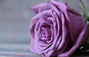 Paarse roos