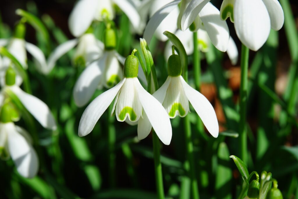 Plant van de maand: het sneeuwklokje