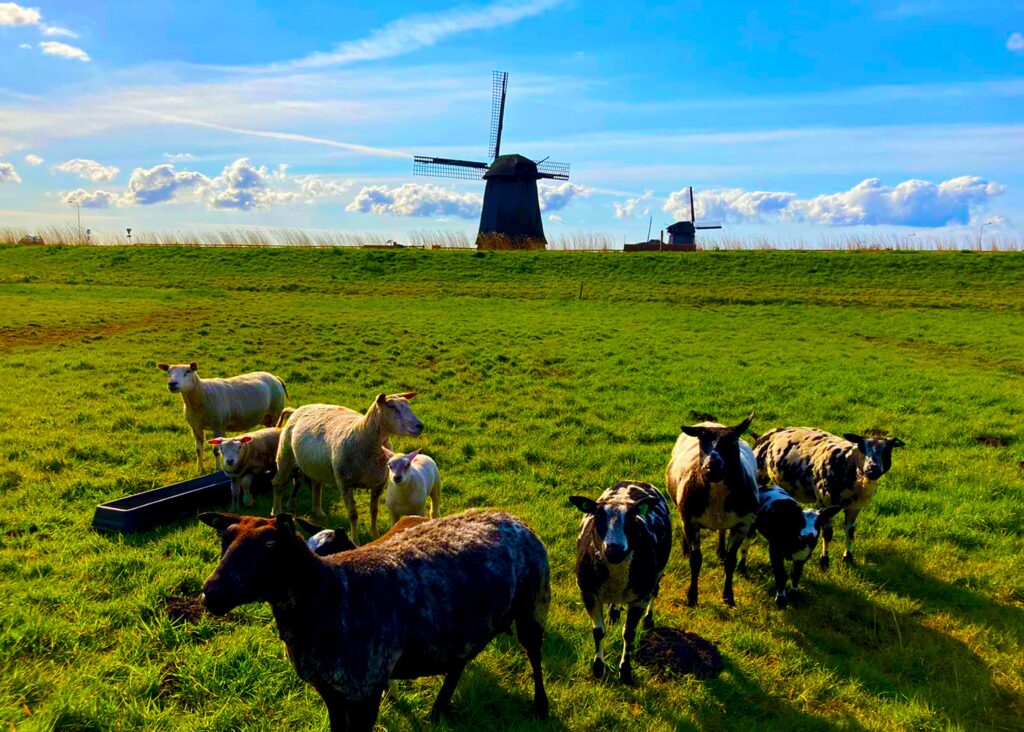 Nederland. Foto: Meins Coetsier