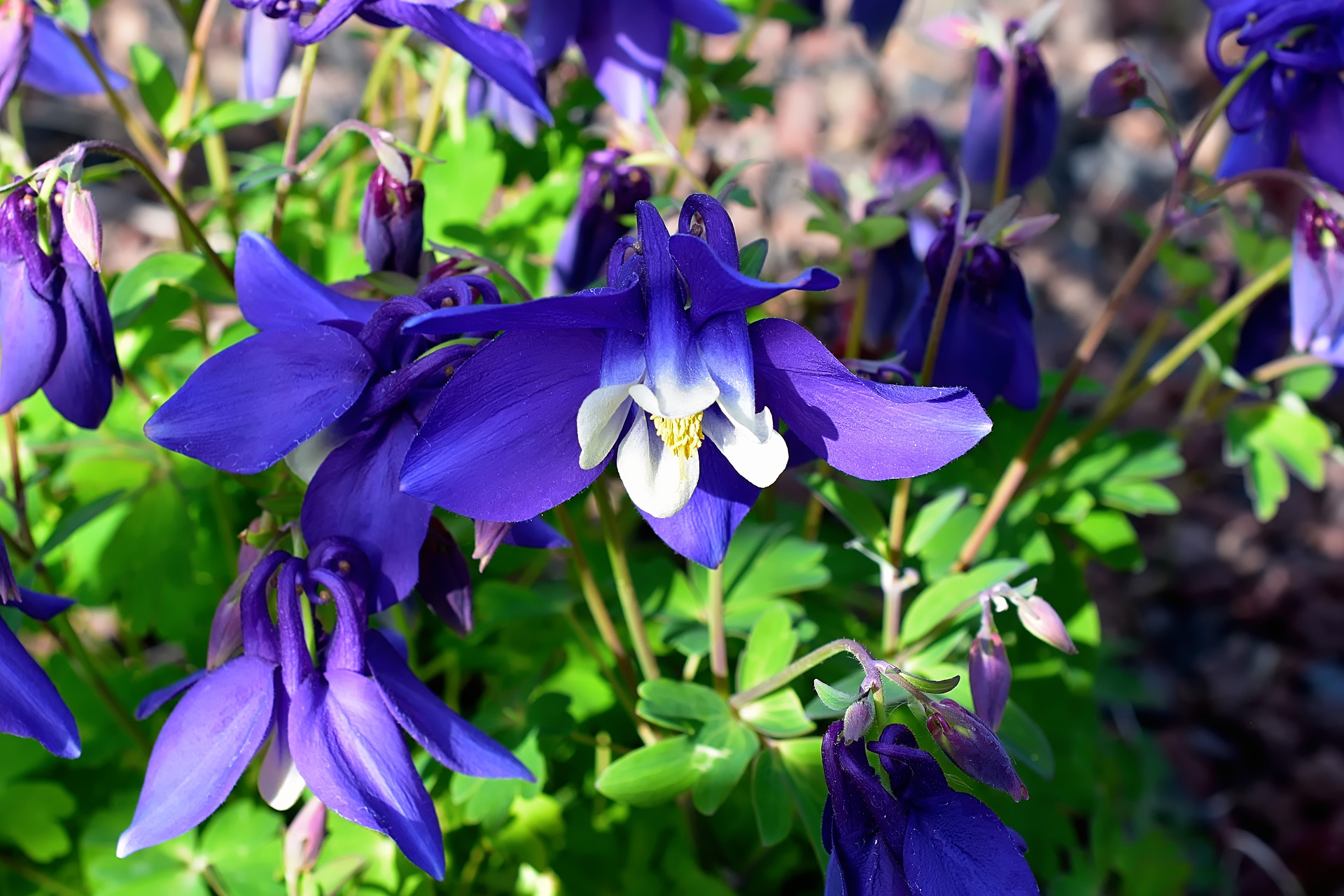 Plant van de maand: de blauwe wilde akelei