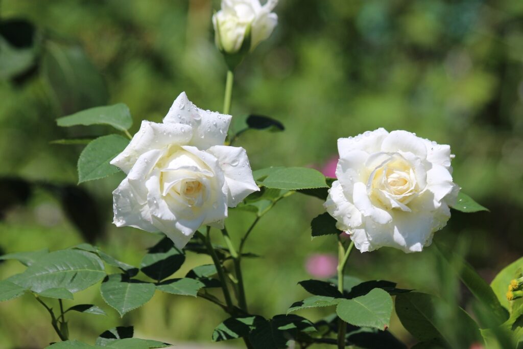 Witte rozen