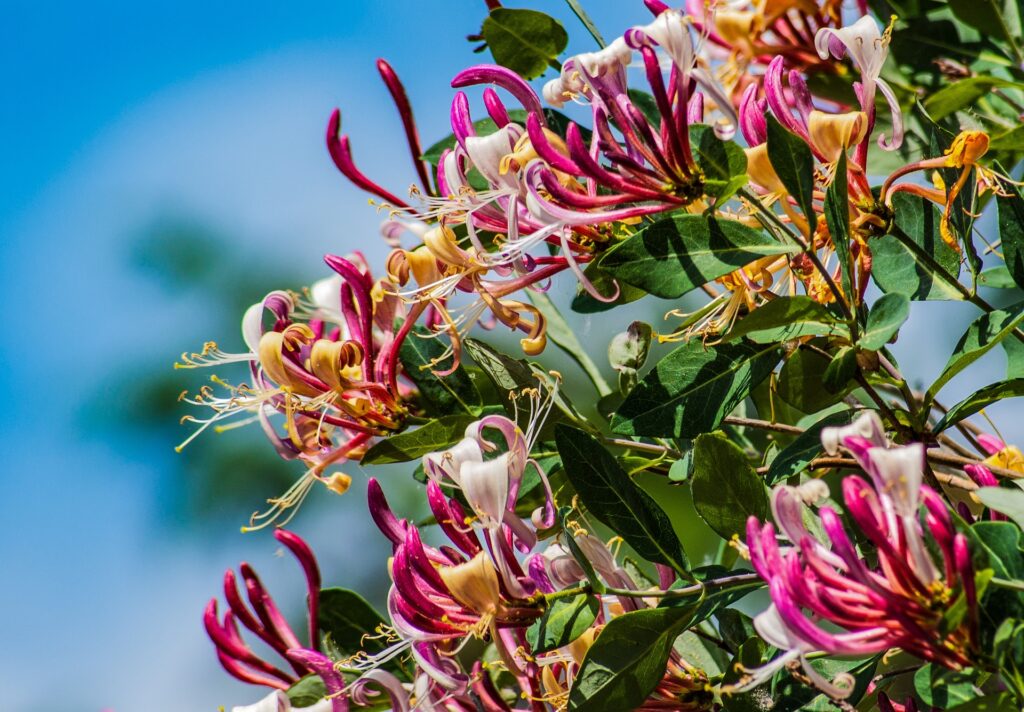 Plant van de maand: kamperfoelie