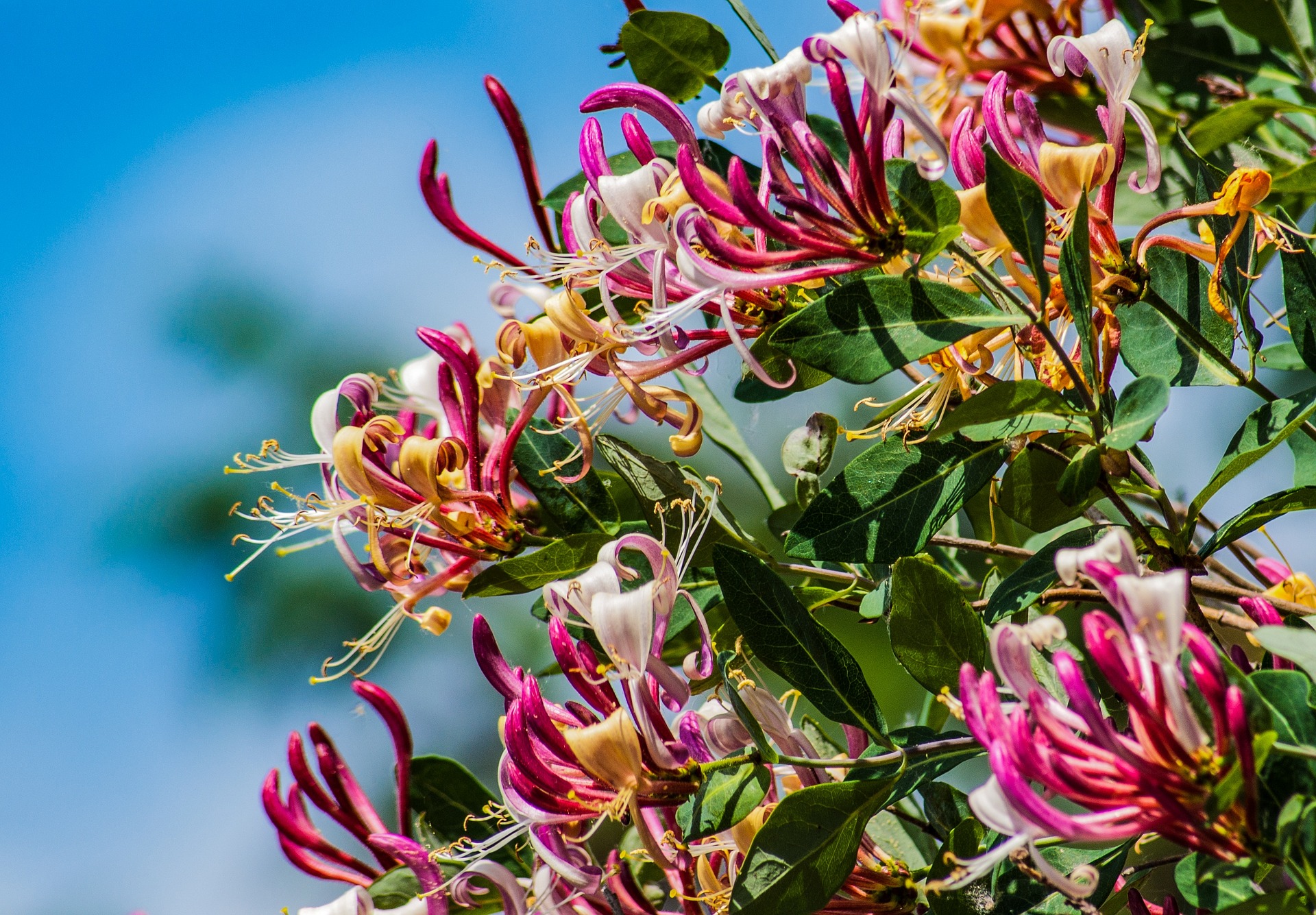 Plant van de maand: kamperfoelie