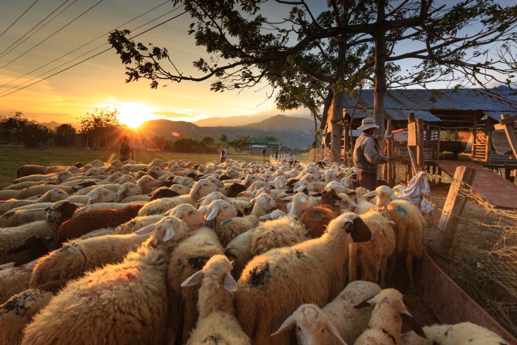 Schapen met herder