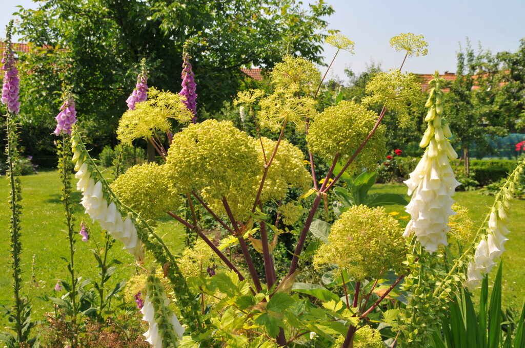 Engelwortel omringd dor vingerhoedskruid. Foto: Willem Quist ofs