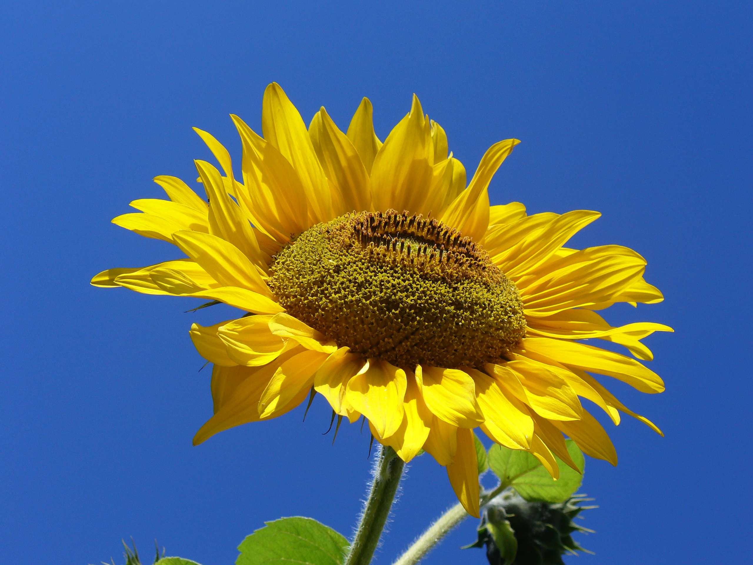 Plant van de maand: Zonnebloem