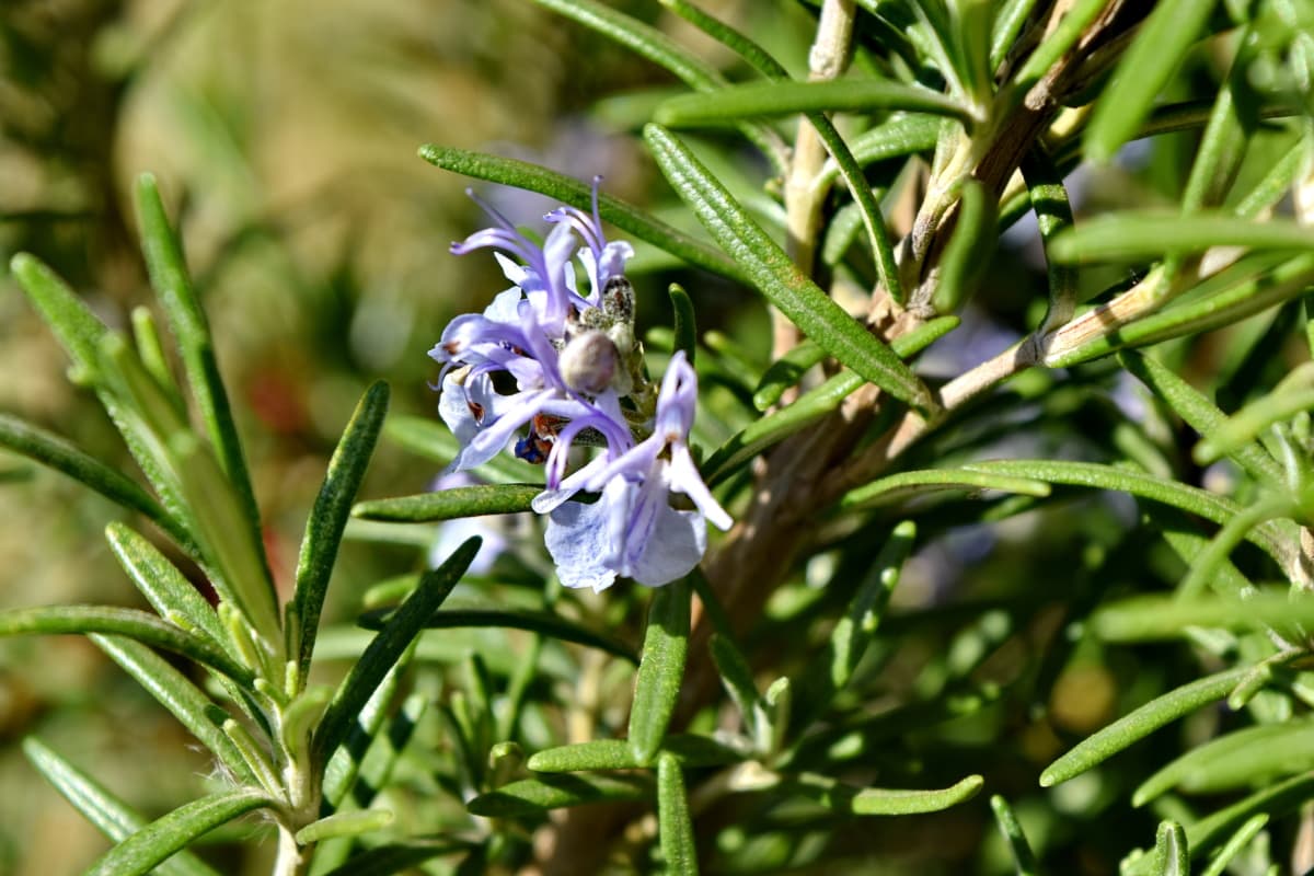 Plant van de maand: Rozemarijn