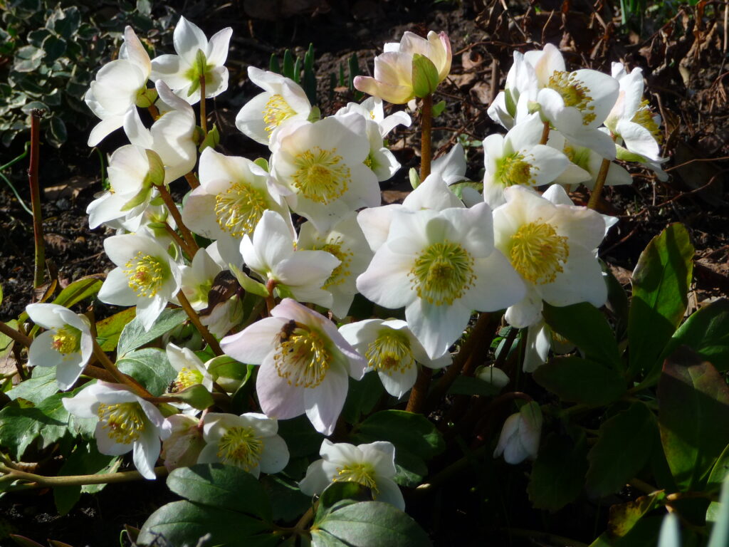 Helleborus