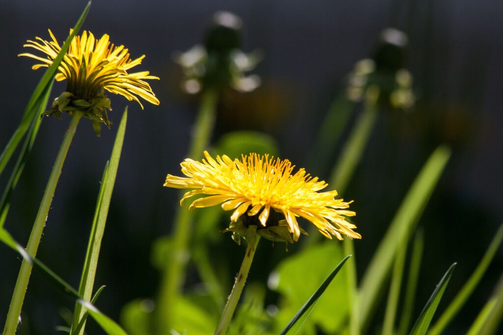 Plant van de maand: paardenbloem
