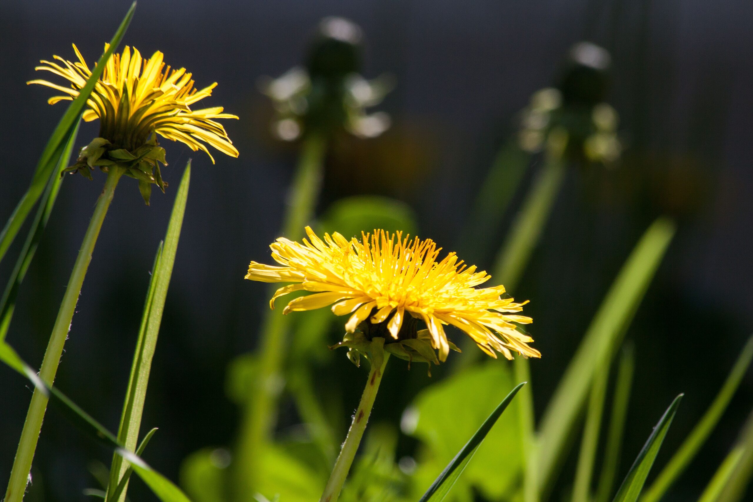 Plant van de maand: paardenbloem