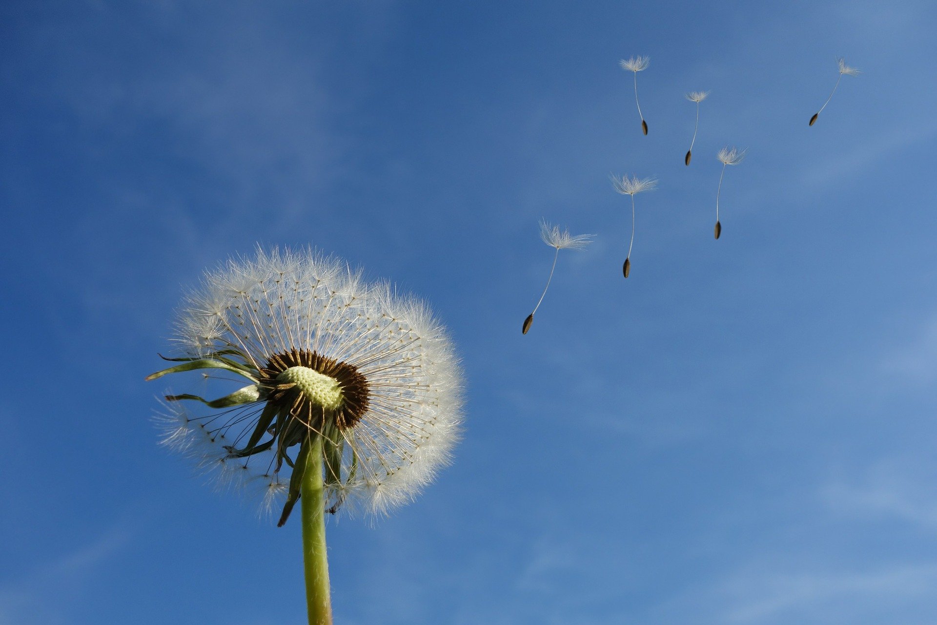 Wegwaaiende zaadjes van paardenbloem