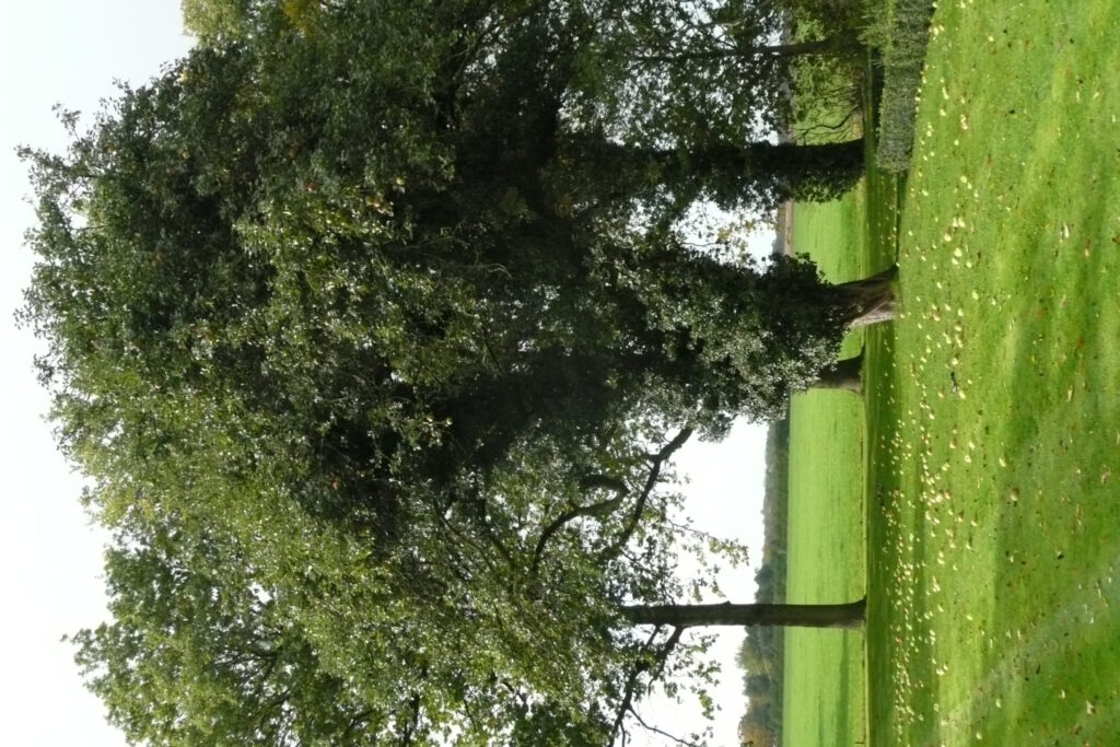 De boom