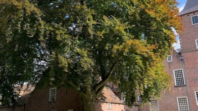 De boom